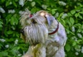 Portrait of a dog, a wheat Terrier, against a background of cherry blossoms