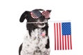 Dog Holding American Flag In His Mouth Royalty Free Stock Photo