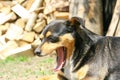 Portrait of a dog with wide open mouth. Outdoors photo