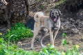 portrait of a dog in winter in Cyprus 1 Royalty Free Stock Photo