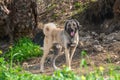 portrait of a dog in winter in Cyprus 4 Royalty Free Stock Photo