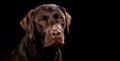 Portrait of  dog on a wooden plank before a black background Royalty Free Stock Photo