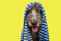 Portrait dog wrapped with a striped blue towel ready for take a bath during summer season Royalty Free Stock Photo