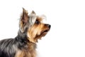 Portrait Of Dog Yorkshire Terrier In Profile On White Background. Empty Space. Generative AI