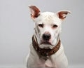 Portrait of the Dogo Argentino