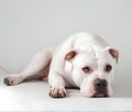 Portrait of the Dogo Argentino