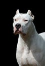 Portrait of dogo argentino on black background Royalty Free Stock Photo