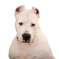 Portrait of the Dogo Argentino isolated on white background Royalty Free Stock Photo