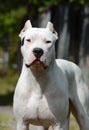 Portrait of dogo argentino in summer Royalty Free Stock Photo