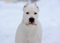 Portrait of dogo argentino on white Royalty Free Stock Photo