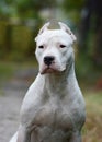 Portrait of dogo argentinoon green Royalty Free Stock Photo