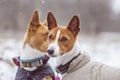 Portrait of the Dogs Basenji in the park. Winter cold day Royalty Free Stock Photo