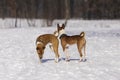 Portrait of the Dogs Basenji in the park Royalty Free Stock Photo