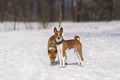Portrait of the Dogs Basenji in the park Royalty Free Stock Photo