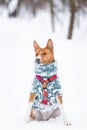 Portrait of the Dogs Basenji in the park. Winter cold day. Snow falls Royalty Free Stock Photo