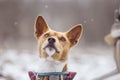 Portrait of the Dogs Basenji in the park. Winter cold day Royalty Free Stock Photo