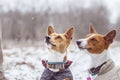 Portrait of the Dogs Basenji in the park. Winter cold day Royalty Free Stock Photo