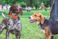 Portrait dogs of breeds an Estonian hound and german shorthaired pointer_