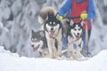 Husky and malamute dogs at the sleeding racing contest Royalty Free Stock Photo