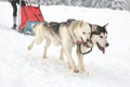 Husky and malamute dogs at the sleeding racing contest Royalty Free Stock Photo