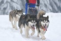 Husky and malamute dogs at the sleeding racing contest Royalty Free Stock Photo