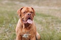 Portrait Dogue de Bordeaux. Dog French Mastiff pet.