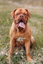 Portrait Dogue de Bordeaux. Dog French Mastiff pet.