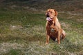 Portrait Dogue de Bordeaux. Dog mastiff pet.