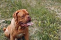 Portrait Dogue de Bordeaux. Dog mastiff pet.