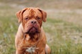 Portrait Dogue de Bordeaux. Dog mastiff pet.