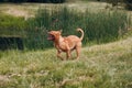 Portrait Dogue de Bordeaux. Dog mastiff pet.