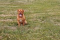 Portrait Dogue de Bordeaux. Dog mastiff pet.