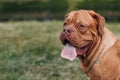 Portrait Dogue de Bordeaux. Dog mastiff pet.