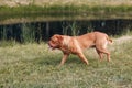 Portrait Dogue de Bordeaux. Dog mastiff pet.