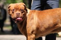 Portrait of Dogue de Bordeaux dog Royalty Free Stock Photo