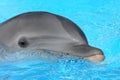 Portrait of dolphin in blue water of aquarium