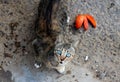 Photo of cat with blue eyes