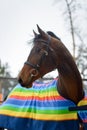 Portrait of domestic bay horse walking in the snow paddock in winter. The horse in the blanket Royalty Free Stock Photo