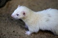 Portrait of domestic beige male ferret