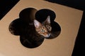 Portrait of a domestic Bengal cat. The kitten sits in a cardboard box and looks through a hole in the form of a flower Royalty Free Stock Photo