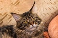 Portrait of domestic black-brown striped maine coon cat. Cute tabby kitten looking at camera. Beautiful young cat with Royalty Free Stock Photo