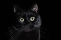 Portrait of a domestic black cat on a black background