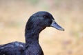 Portrait of domestic black male duck on the farm