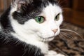 Portrait of a domestic black and white cat with beautiful green eyes, the cat lies and looks closely, close-up