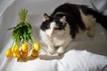 Portrait of a domestic black and white cat with yellow tulips. The cat sits on ottoman near white background. Photo Royalty Free Stock Photo