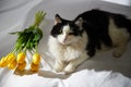 Portrait of a domestic black and white cat with yellow tulips. The cat sits on ottoman near white background. Photo Royalty Free Stock Photo
