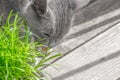 Portrait of domestic Blue Russian female cat is eating green cat grass in a pot at the home balcony, with copy space for text,