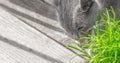 Portrait of domestic Blue Russian female cat is eating green cat grass in a pot at the home balcony, with copy space for text,