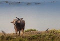 Portrait of domestic buffalo in Nepal