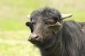 Portrait of domestic buffalo